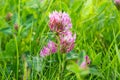 Dark pink flower. Red clover or Trifolium pratense inflorescence, close up. Purple meadow trefoil blossom with alternate Royalty Free Stock Photo