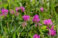 Dark pink flower. Red clover or Trifolium pratense inflorescence, close up. Purple meadow trefoil blossom with alternate Royalty Free Stock Photo