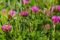 Dark pink flower. Red clover or Trifolium pratense inflorescence, close up. Purple meadow trefoil blossom with alternate Royalty Free Stock Photo