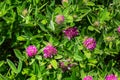 Dark pink flower. Red clover or Trifolium pratense inflorescence, close up. Purple meadow trefoil blossom with alternate Royalty Free Stock Photo