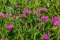 Dark pink flower. Red clover or Trifolium pratense inflorescence, close up. Purple meadow trefoil blossom with alternate Royalty Free Stock Photo