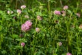 Dark pink flower. Red clover or Trifolium pratense inflorescence, close up. Purple meadow trefoil blossom with alternate Royalty Free Stock Photo