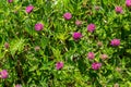 Dark pink flower. Red clover or Trifolium pratense inflorescence, close up. Purple meadow trefoil blossom with alternate Royalty Free Stock Photo