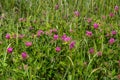 Dark pink flower. Red clover or Trifolium pratense inflorescence, close up. Purple meadow trefoil blossom with alternate Royalty Free Stock Photo