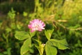 Dark pink flower. Red clover or Trifolium pratense inflorescence, close up.selective focus Royalty Free Stock Photo