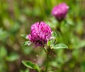 Dark pink flower. Red clover or Trifolium pratense inflorescence, close up Royalty Free Stock Photo