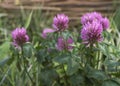 Dark pink flower. Red clover or Trifolium pratense inflorescence. Purple meadow trefoil blossom with alternate, three leaflet