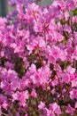Dark Pink Flowering Tree Royalty Free Stock Photo