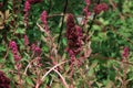 dark pink flowers drying on the bush in the summer heat Royalty Free Stock Photo