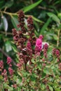 dark pink flowers drying on the bush in the summer Royalty Free Stock Photo