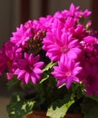 Dark pink flowers