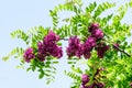 Dark pink flowers of Robinia viscosa commonly known as clammy locust, and green leaves in a summer garden