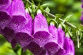 Pink Foxglove Digitalis Blossoms with Dew Royalty Free Stock Photo