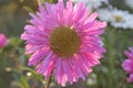 Dark pink gerbera flower in bloom. aster flowers. beautiful purple aster flower on green background. Zinnia flower Royalty Free Stock Photo