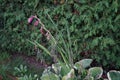 Dark pink gladiolus, syn. gladius, and light purple white-edged hosta, syn. Funkia or plantain lily, blooms in October.