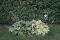 Dark pink gladiolus, syn. gladius, and light purple white-edged hosta, syn. Funkia or plantain lily, blooms in October.