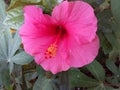 Dark Pink Hibiscus Flower Royalty Free Stock Photo