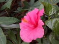 Dark Pink Hibiscus Flower Royalty Free Stock Photo