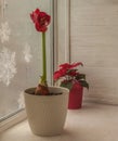 Dark pink hippeastrum amaryllis and  poinsettia on a winter window Royalty Free Stock Photo