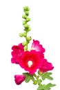 Dark pink Hollyhocks flower isolated