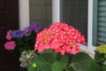 Dark Pink Hydrangea bloom in a yard