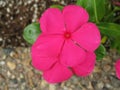 Dark Pink Impatiens Flower