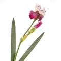 Dark pink iris flower isolated on white background