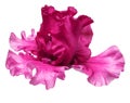 Dark pink iris flower isolated on white background Royalty Free Stock Photo