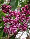 Dark pink lilac with white outlined petals