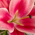 dark pink lilium flower close up, strong bokeh Royalty Free Stock Photo