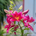 Dark pink Lilly flowers in light rain Royalty Free Stock Photo