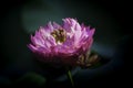 A dark pink lotus in closeup style Royalty Free Stock Photo