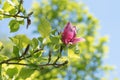 Dark pink magnolia blossom. twig with green leaves, blurry branches and blue sky Royalty Free Stock Photo