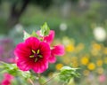 Dark pink mallow flowers of Malope Trifida