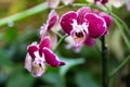 Dark pink orchid branch in greenhouse