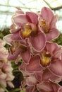 Dark pink orchid in a greenhouse