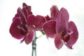 Dark pink orchid on white background