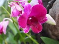 Dark pink orchids bloom in the morning sun