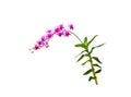 Dark pink orchids dendrobium or purple flowers branch isolated on white background , clipping path Royalty Free Stock Photo