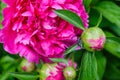 Dark pink peony blossom, buds and jumping spider Royalty Free Stock Photo