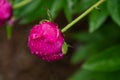 Dark pink peony bud bent over in the rain, rainy day in the garden Royalty Free Stock Photo