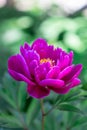 Dark pink peony flower growing in garden, vertical Royalty Free Stock Photo