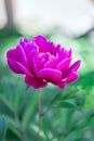 Dark pink peony flower growing in garden, vertical Royalty Free Stock Photo