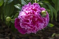 A Dark Pink Peony Flower Blossoming on a Bush Royalty Free Stock Photo