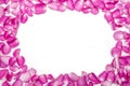 Dark pink petal rose flower on white Royalty Free Stock Photo