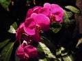 Dark Pink Phalaenopsis Or Moth Orchid In Bloom Royalty Free Stock Photo