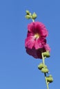 Dark pink or purple hollyhocks flowers in late summertime