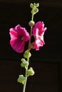 Dark pink or purple and white hollyhocks flowers in late summertime