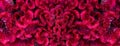 Dark pink red cockscomb flower velvet texture nature banner background Royalty Free Stock Photo