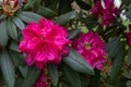 Dark pink rhododendron flowering bush in the garden